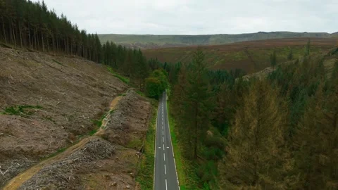 Narrow mountain road stretching through forest valley. Quiet scenic route Vidéo 335816863