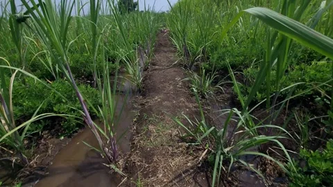 Narrow mud ridge separating flooded irrigation rows of a young sugarcane plantat Stock Footage 347276615