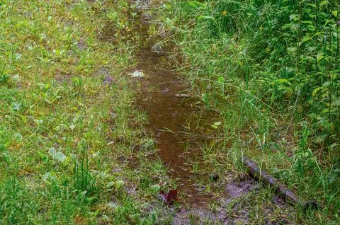 Narrow muddy stream winding through wet green grass, wild plants, and fallen  Стоковые фото