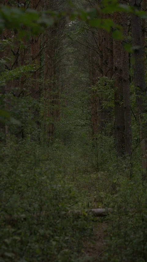 Narrow natural trail leads through dense woodland with tall tree trunks, thick Stock Footage 344203115