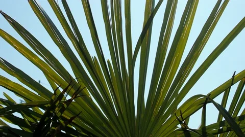 Narrow palm leaves flutter in the wind. Sun and palm. Leaves fluttering against  Stock Footage 202191521