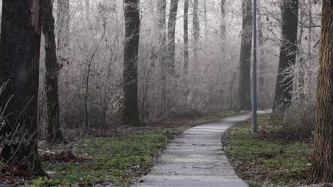Narrow park path winding through frosted forest in snowfall, 4K Stock Footage 326201849