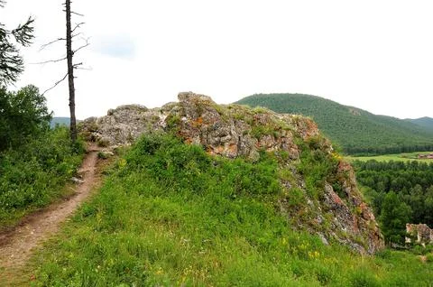 A narrow path along a dry pine tree to the top of a high cliff in the dense.. Stock Photos