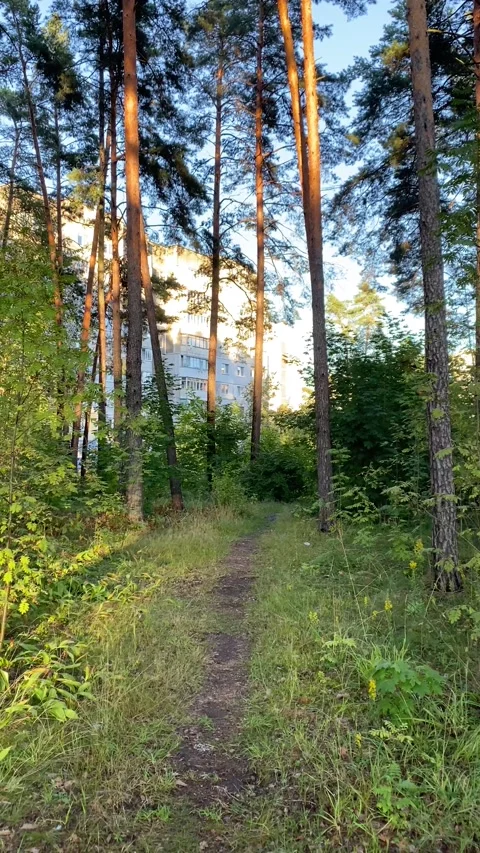 A narrow path among the trees in the forest. Vertical video 库存影片 282185887