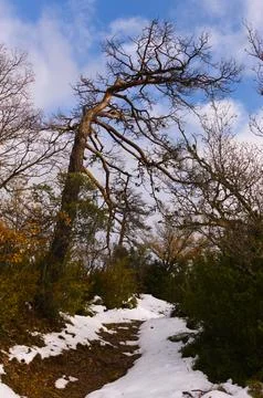 Narrow path and lonely tree Stock Photos