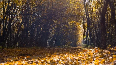 The narrow path in the autumn forest is covered with yellow leaves. Nature 스톡 동영상 82694028