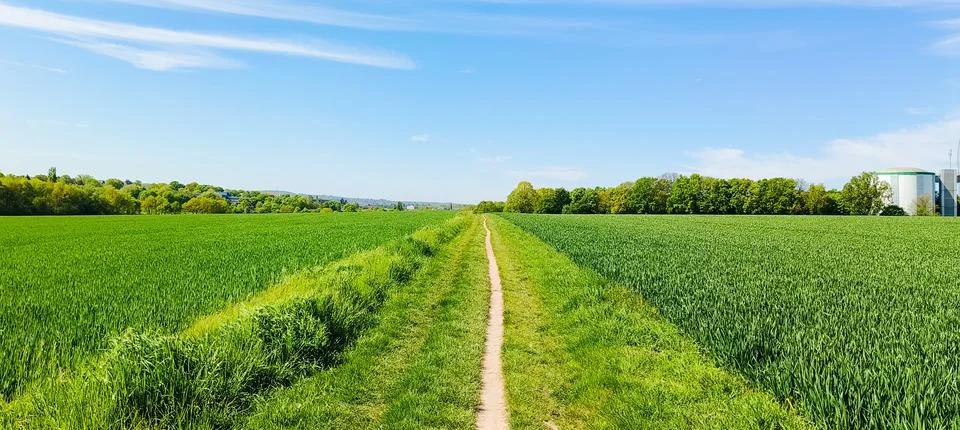 Narrow Path Between Green Cereal Fields Under Blue Summer Sky Stock Photos