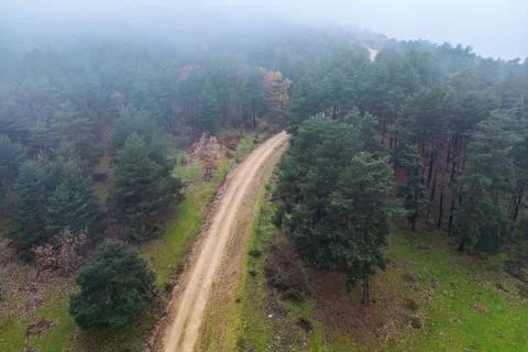 Narrow path in between green trees in forest Stock Photos