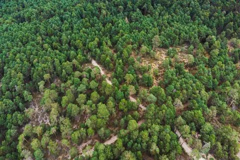 Narrow path in between green trees in forest Stock Photos