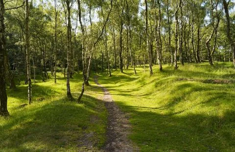 Narrow path between the trees in Bolehill Quarry. Stock Photos