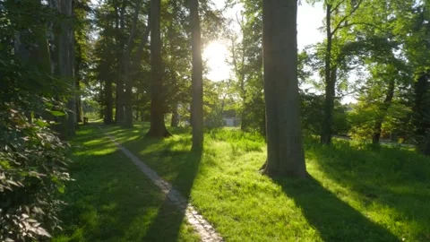 A narrow path between the trees Stock Footage 249828253