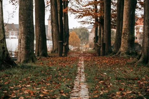 Narrow path between trees, Stock Photos
