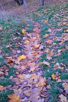 Narrow path covered in yellow and brown autumn leaves Stock Photos