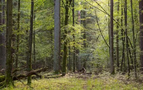 Narrow path crossing mixed stand of Bialowieza Forest,Poland,Europe Stock Photos