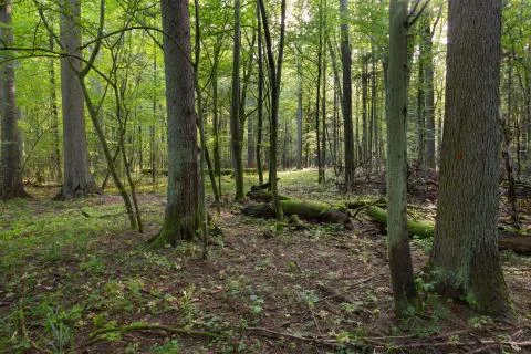 Narrow path crossing mixed stand of Bialowieza Forest in sunset,Poland,Europe Stock Photos