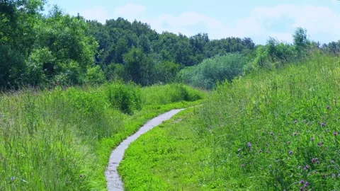 Narrow path in a field with grass Video stock 280381264