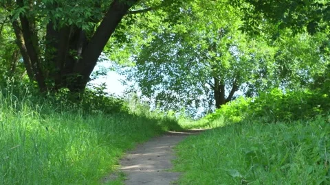Narrow path in a field with grass Video stock 280381297