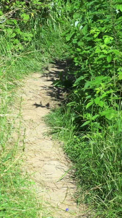 Narrow path in a field with grass Video stock 280381340