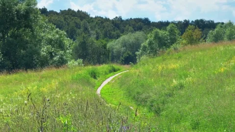 Narrow path in a field with grass Video stock 288814155