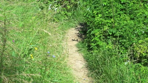Narrow path in a field with grass Video stock 288815092