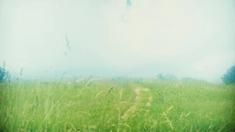 Narrow path in a field with grass Video stock 295634414