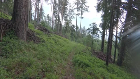 Narrow path in the forest Stock Footage 132253148