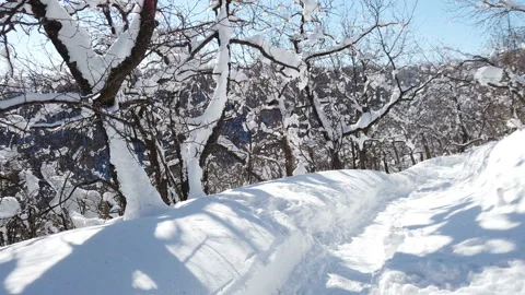 Narrow path in the forest where there is a lot of snow on a sunny day Stock Footage 188126594