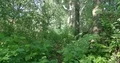 Narrow path in fresh green sunny forest thicket in summer 4k or 4k+ Resolution