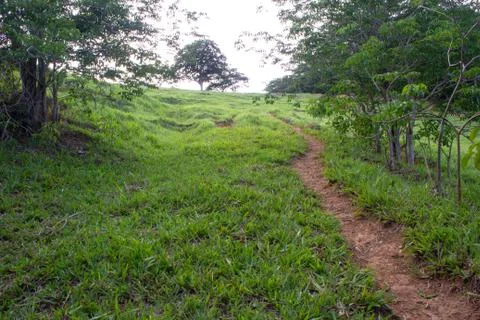 Narrow path in the grass going up the hill, rounded by small trees Foto stock