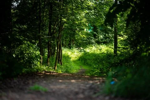 Narrow path leading to a dense and shaded green forest in summer Foto stock