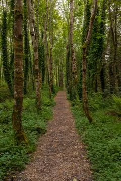 A narrow path leading through a remote woodland, trees on both sides and lush Stock-Fotos