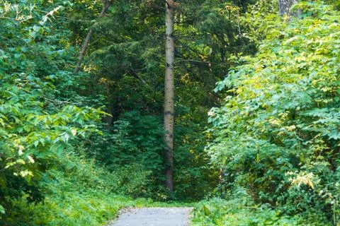 Narrow path in thick deciduous forest. Beautiful nature Stock Photos