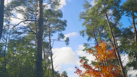 Narrow path through the autumn forest Stock Footage 141742095