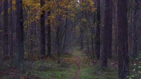 Narrow Path Through Autumn Forest Stock Footage 345122820