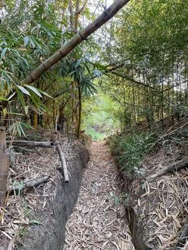 Narrow path through bamboo forest Stock Photos