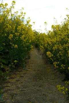 Narrow path through a blooming yellow rapeseed field in spring Stock Photos