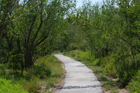 Narrow Path Through Dense Forest Stock Photos