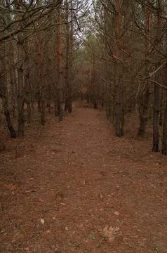 Narrow path through a dense pine forest covered in fallen needles, creating.. Stock Photos