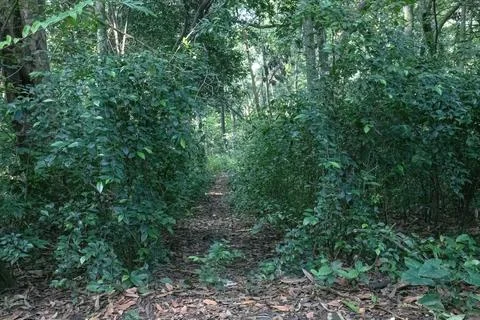 Narrow Path Through Dense Tropical Forest Shrubs Stock Photos