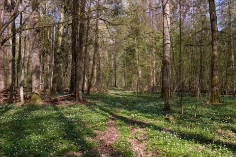 Narrow path through early spring deciduous forest, Bialowieza Forest, Poland, Stock Photos