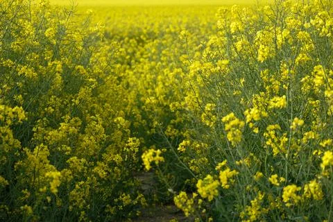 Narrow path through a flowering yellow rapeseed field Stock Photos
