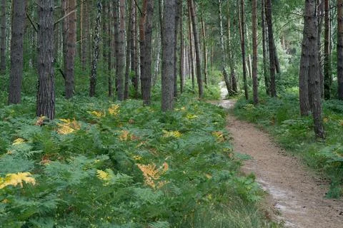 Narrow path through forest from Jastarnia to Jurata in northern Poland on Hel Stock Photos