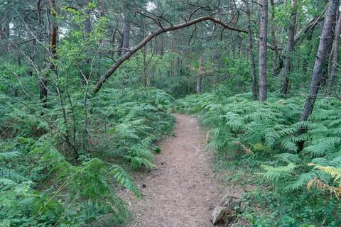 Narrow path through forest from Jastarnia to Jurata in northern Poland on Hel Stock Photos