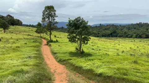 Narrow path through grass field blue sky summer. Birds flying Video stock 315408390