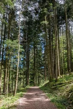 Narrow path through the green and dark forest Stock Photos