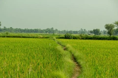 Narrow Path Through Green Crop Fields in a Peaceful Rural Countryside Stock Photos