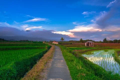 Narrow Path Through Lush Green Rice Paddy Field At Sunset Photos