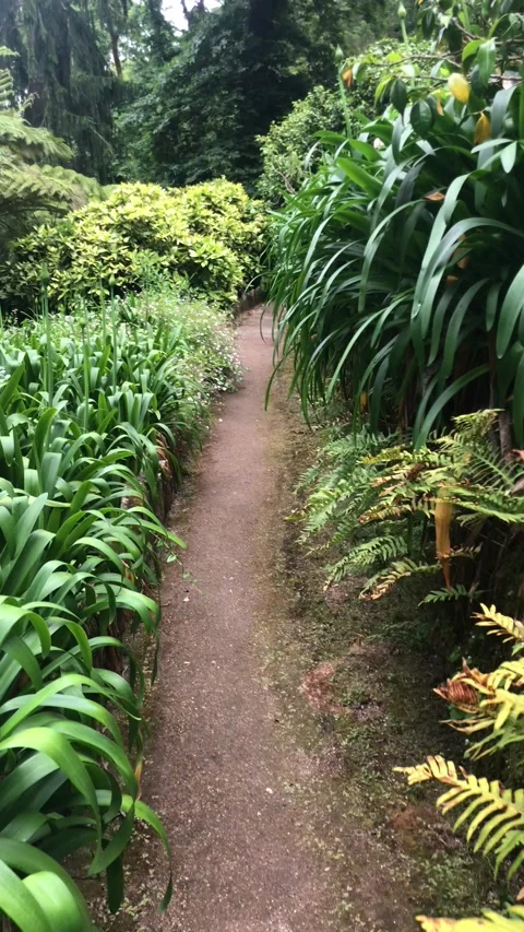 Narrow path through lush greenery Stock Footage 155535443