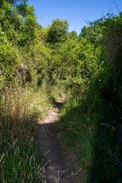 Narrow Path Through Lush Greenery Stock Photos