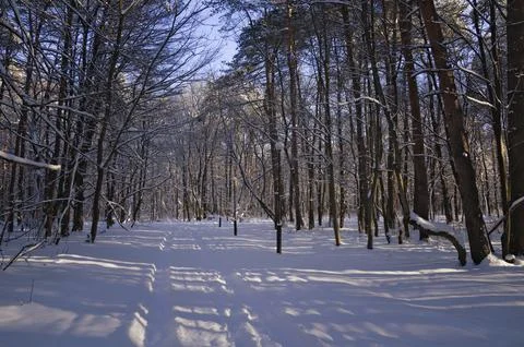 A narrow path through a snow-covered park at sunset on a winter evening, with Stock Photos